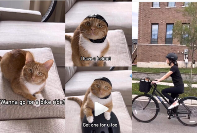 Watch viral: Cute kitten ‘persuades’ woman to ride bike