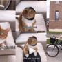 Watch viral: Cute kitten ‘persuades’ woman to ride bike