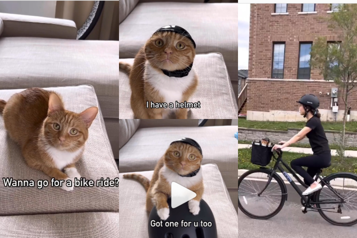Cute kitten ride bike