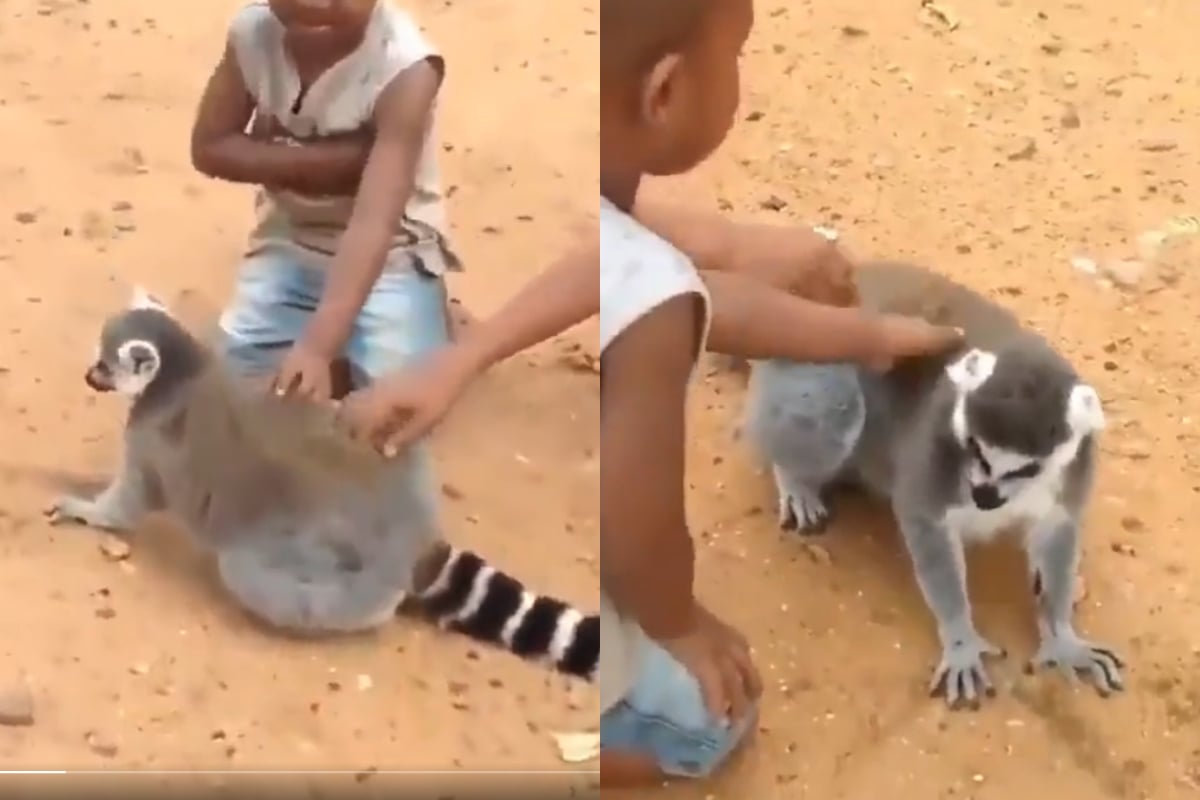 Lemur video