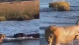 Hippo lions