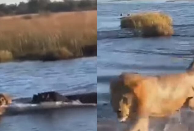 Watch: Hippo fights 4 lions in the water, proving who’s the boss