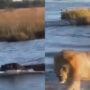 Watch: Hippo fights 4 lions in the water, proving who’s the boss