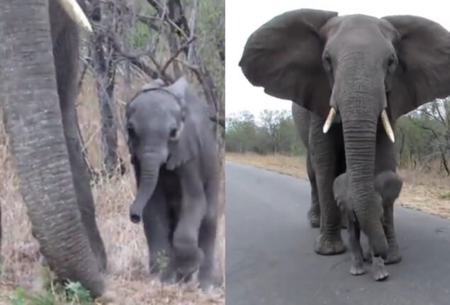 Mother elephant prevents her calf from approaching safari tourists