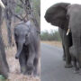 Mother elephant prevents her calf from approaching safari tourists
