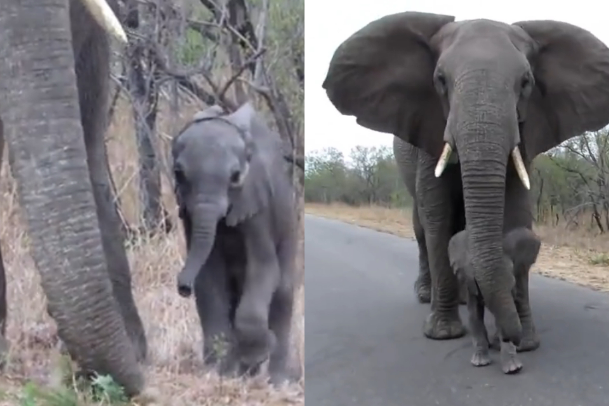 Mother elephant