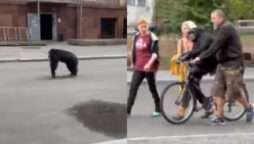 Chimpanzee escapes zoo and returns on bicycle