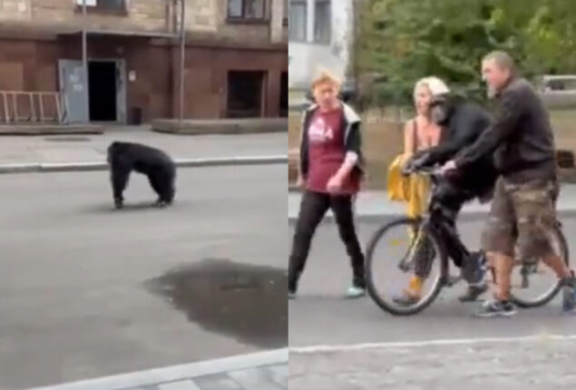 Chimpanzee escapes zoo and returns on bicycle