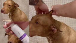 pitbull Grooming