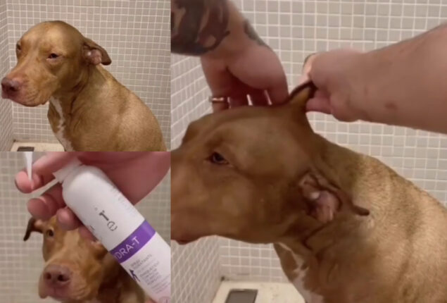 Watch: Grooming and bathing of calm pitbull has gone viral 