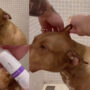 Watch: Grooming and bathing of calm pitbull has gone viral 