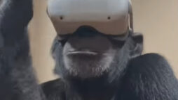 Watch Video: Chimpanzee brothers watch VR together