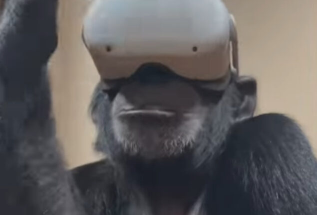 Watch Video: Chimpanzee brothers watch VR together