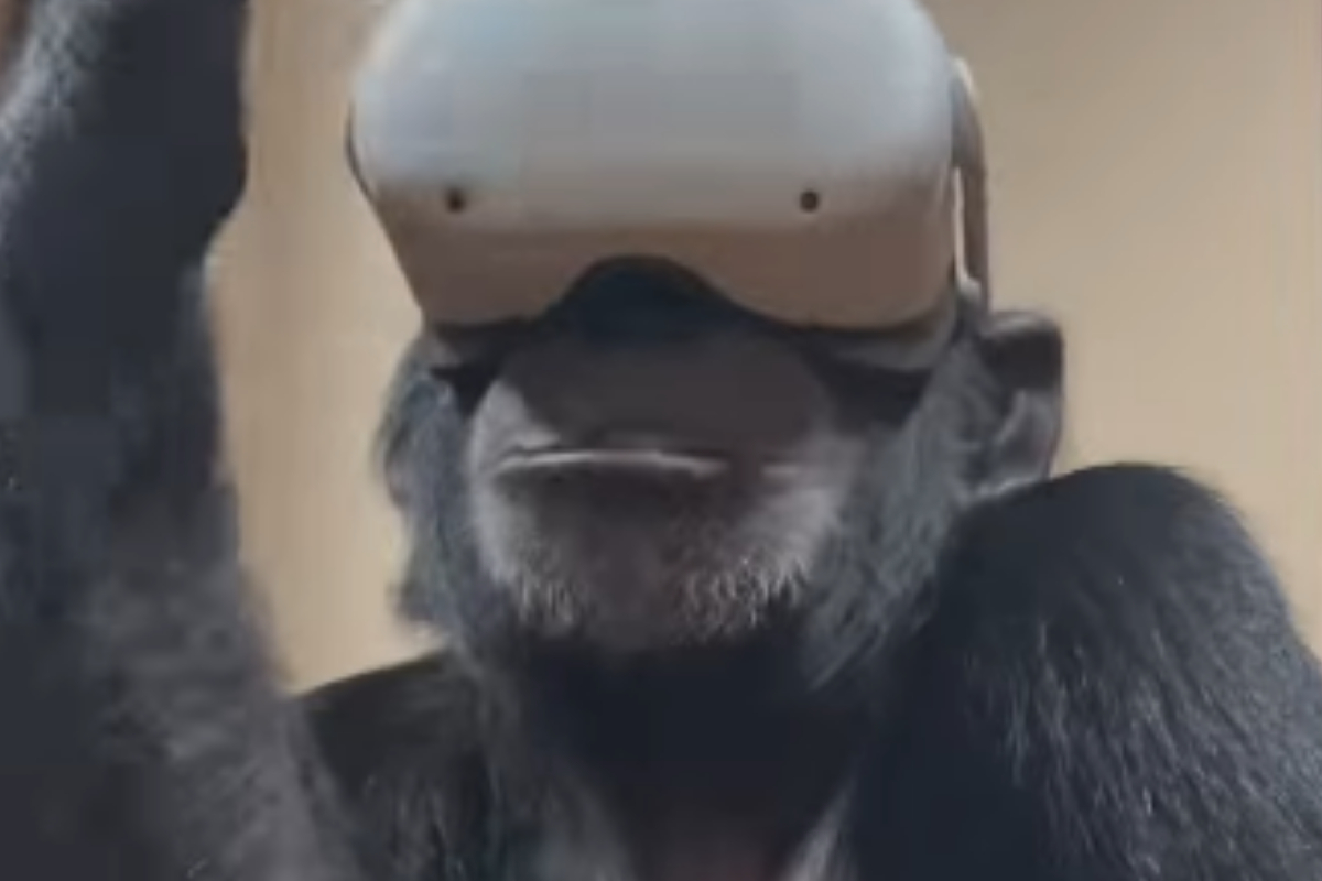 Chimpanzee brothers