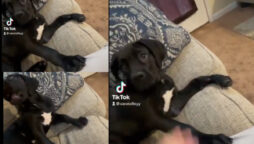 Watch: Dog video illustrates what occurs when owner removes paw off leg