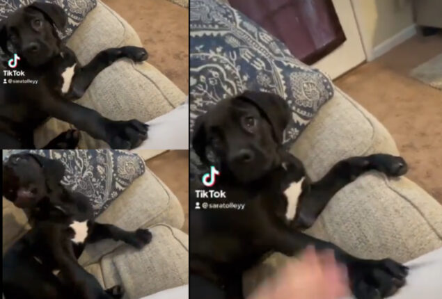 Dog removes paw