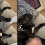 Watch: Dog video illustrates what occurs when owner removes paw off leg