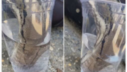 Thirsty python drinks water from glass in seconds