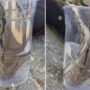 Thirsty python drinks water from glass in seconds