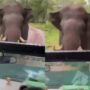 Tourists terrified after angry elephant chases off safari jeep