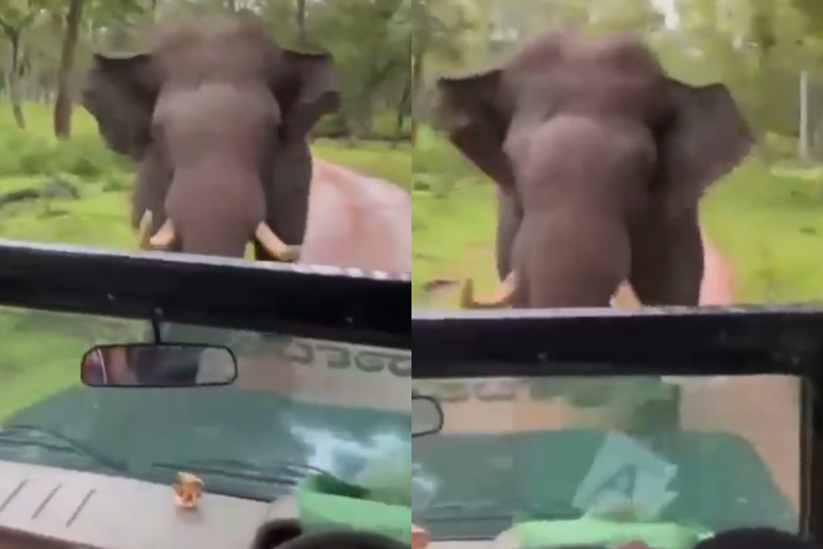 angry elephant