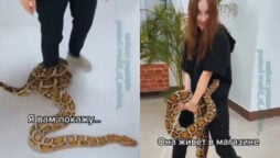 Video: Python wraps itself around a girl’s leg and steals her shoe