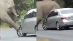 Elephant Damages Car to Scratch Itchy Back, Splits Netizens