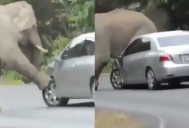 Elephant Damages Car to Scratch Itchy Back, Splits Netizens