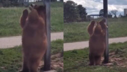 Bear scratches its back like a pole dance