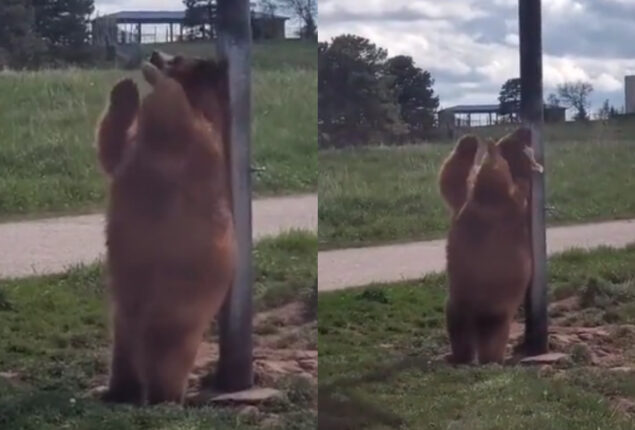 Bear