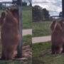 Bear scratches its back like a pole dance