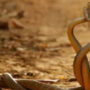 Man jumps another man like snake while doing Naagin Dance