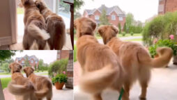 Golden Retrievers tail wags