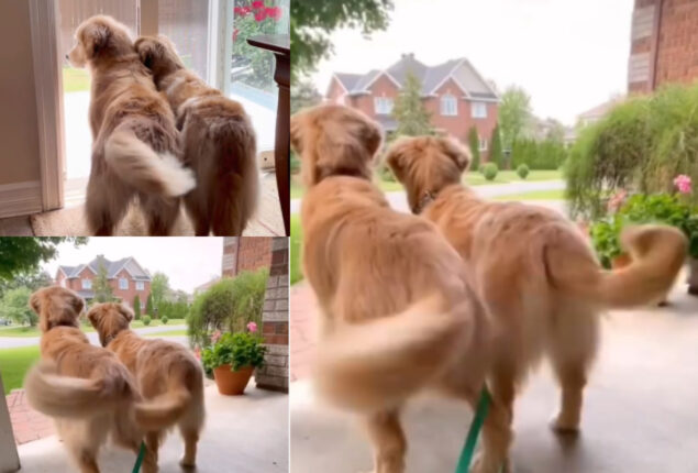 Golden Retrievers tail wags