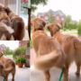 Watch viral: Golden Retrievers’ tail wags will melt your heart