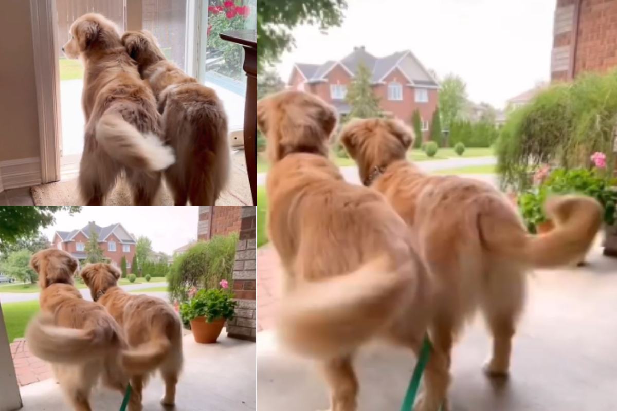 Golden Retrievers tail wags