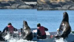 Sea lion hops on boat to escape killer whales