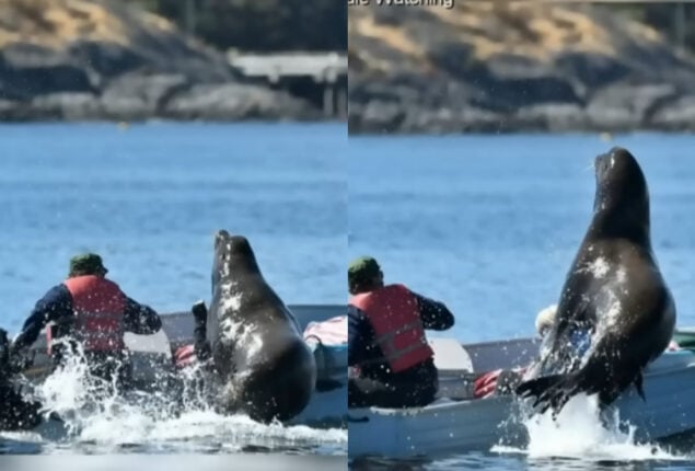 Sea lion hops on boat to escape killer whales