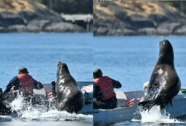 Sea Lion Jumps On Boat To Avoid Killer Whales Sea lion hops on boat to escape killer whales
