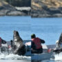 Sea lion hops on boat to escape killer whales
