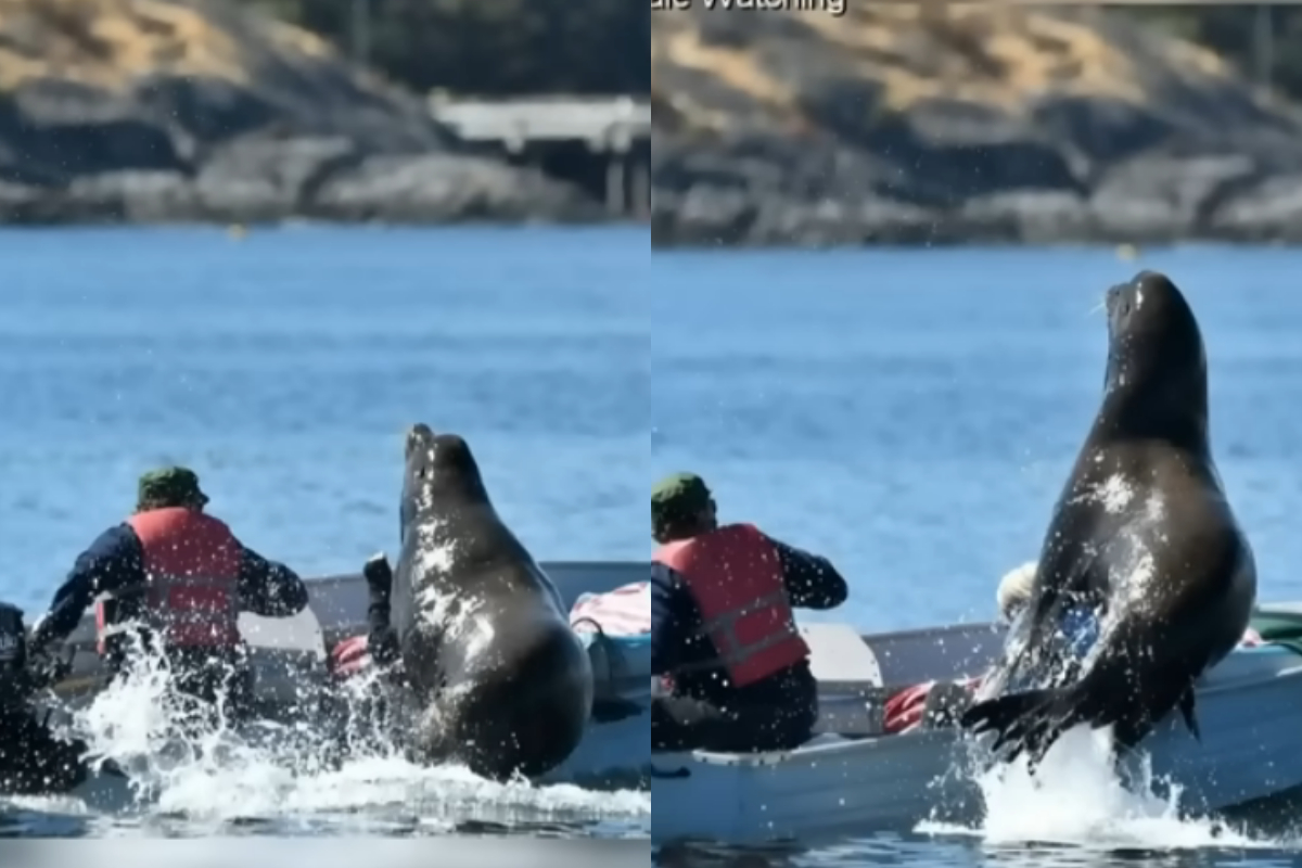 Sea lion