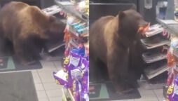 Hungry bear steals candy in California