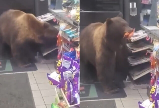 Hungry bear steals candy in California