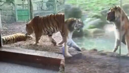 Viral Video: Tiger disturbs Tigress’ nap, learns life lesson