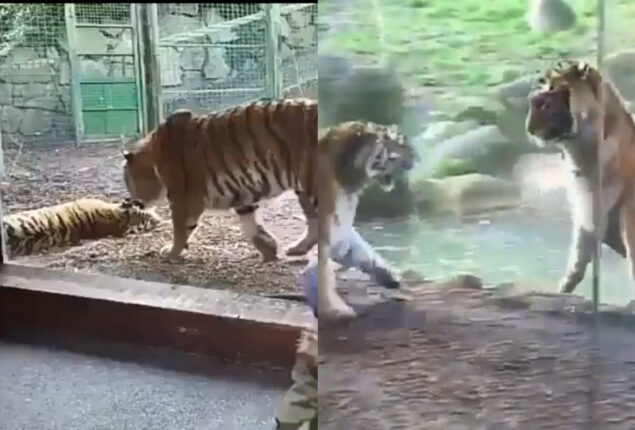 Tiger disturbs Tigress nap