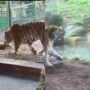 Viral Video: Tiger disturbs Tigress’ nap, learns life lesson
