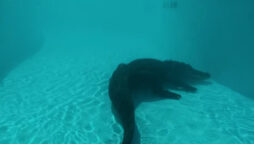 Alligator in Illinois water park lazy river