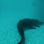 Alligator in Illinois water park lazy river