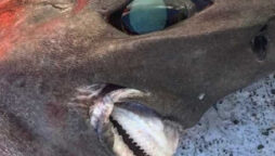 bizarre shark 