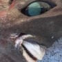 Australian fisherman catches bizarre shark 
